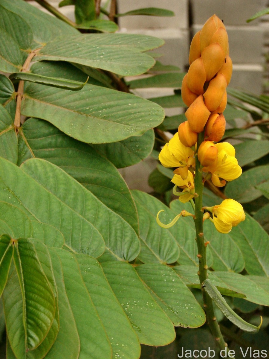 Senna alata (L.) Roxb.